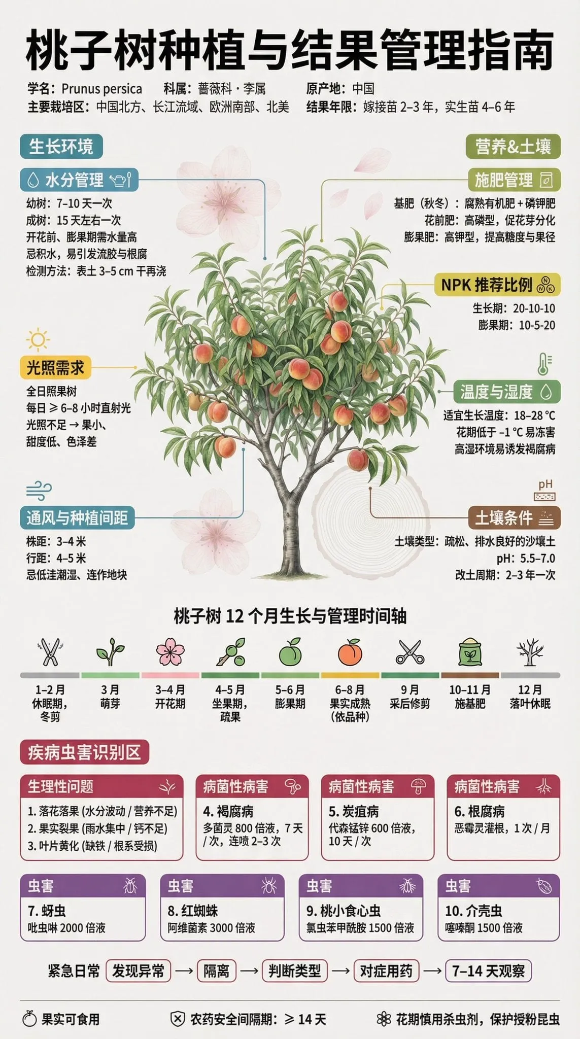 果树种植科普展板 | 3:4 竖版 | 博物馆级信息设计 【主标题】 「××果树种植与结果管理指南」 字体:思源黑体 / 思源宋体混排,确保中文清晰渲染… — 2/4